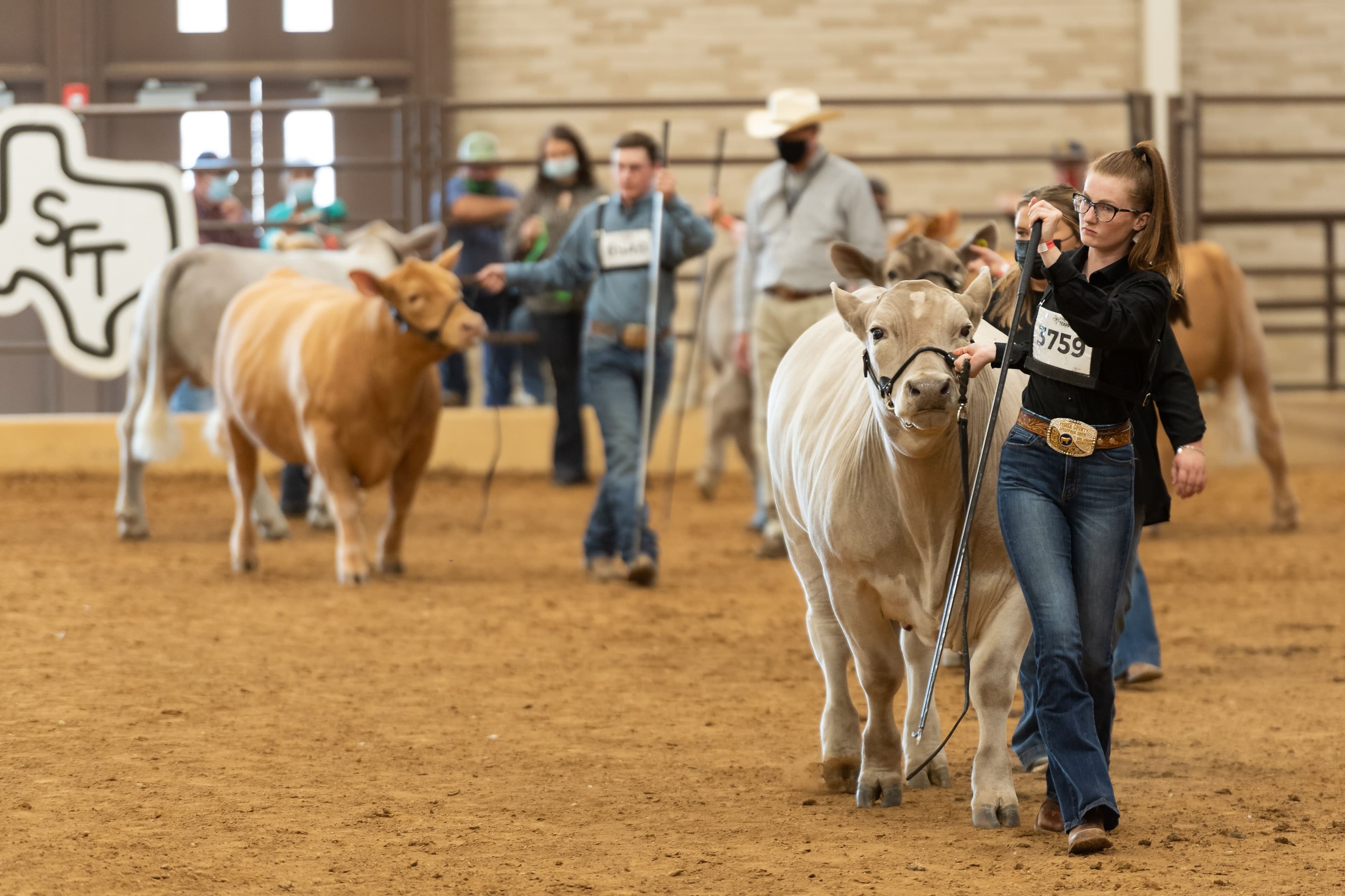 File photo: Exhibitors lead cattle through a show ring.